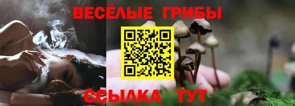Кингисепп  Псилоцибиновые грибы мицелий  Вход с VPN 